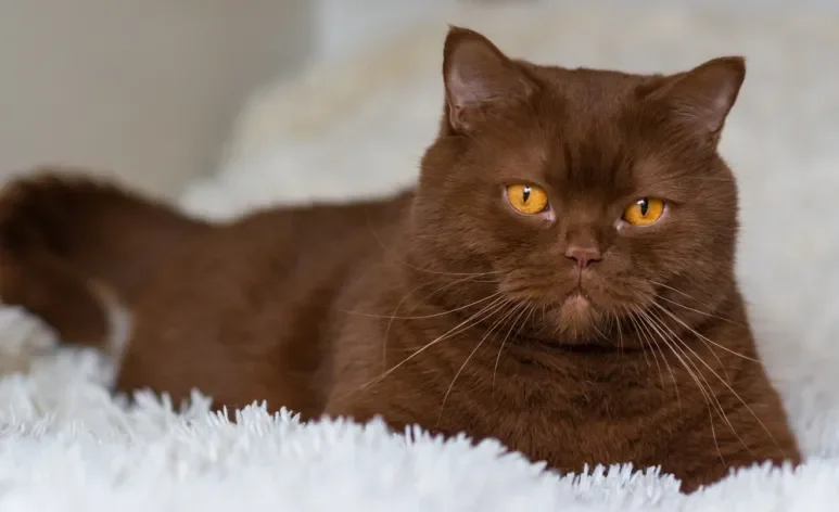 Havana, Birmanês, British Shorthair: conheça as principais raças de gato marrom