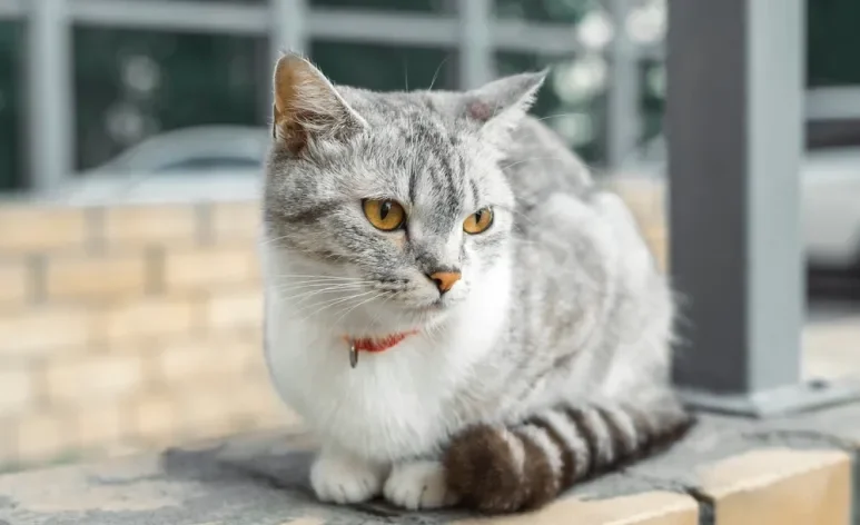 Gatos ficam expostos a diversos perigos na rua, como doenças, atropelamentos e até maus-tratos