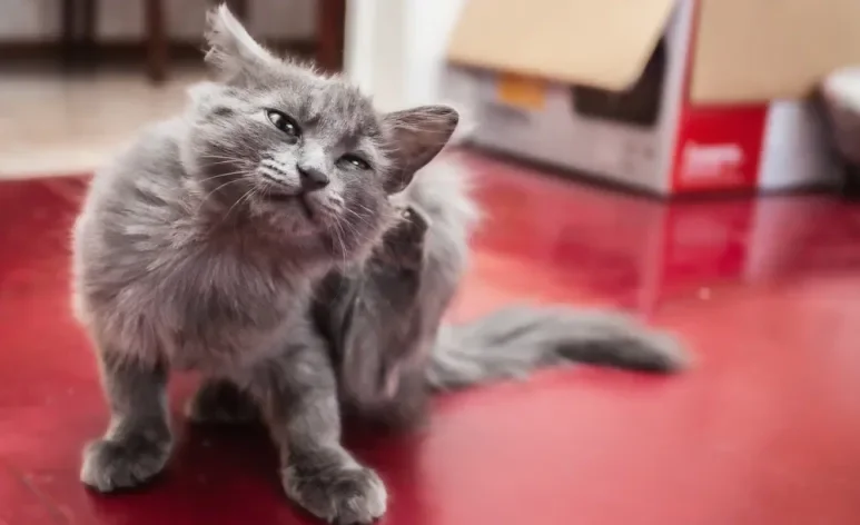 Alimentação balanceada e boa hidratação ajudam no tratamento da sarna em gatos