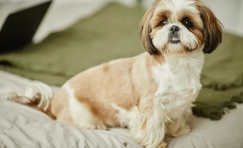 O cachorro Shih Tzu está entre as raças mais populares do Brasil