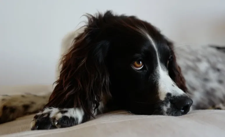Saber como o seu cão normalmente se comporta ajuda a identificar possíveis problemas de saúde
