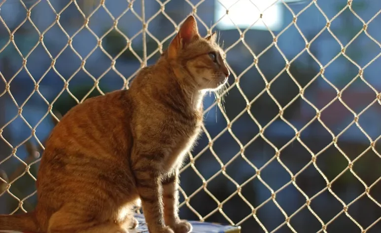 Existem diversos tipos de tela de proteção para gatos no mercado