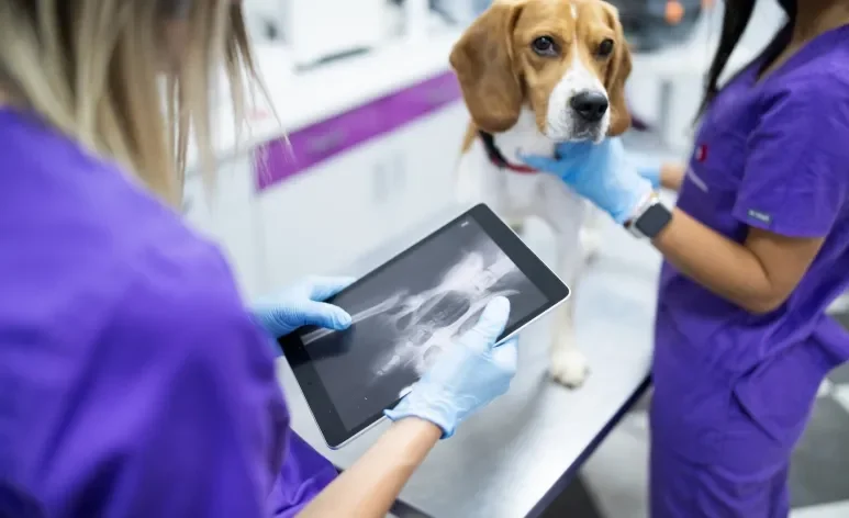 A tomografia em cachorro é ideal para investigar problemas de saúde com mais precisão