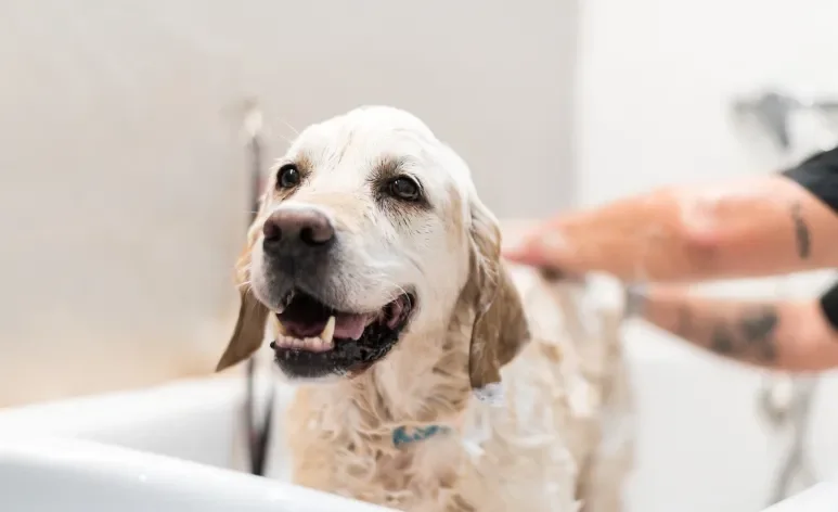 Escolher um shampoo para cachorro apropriado para as características do seu pet é essencial