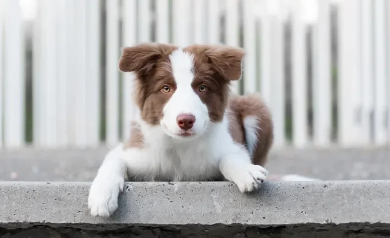 O Border Collie filhote precisa de bons estímulos para crescer saudável e mentalmente aguçado