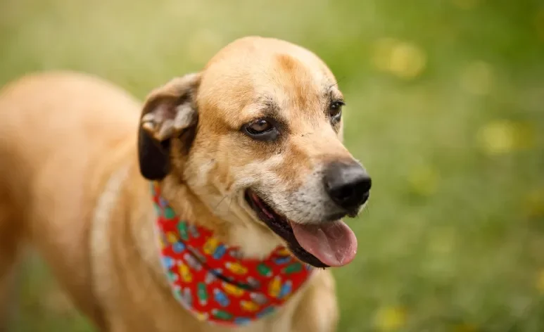 Comer muito rápido, excitação e mudanças de temperatura podem deixar o cachorro com soluço