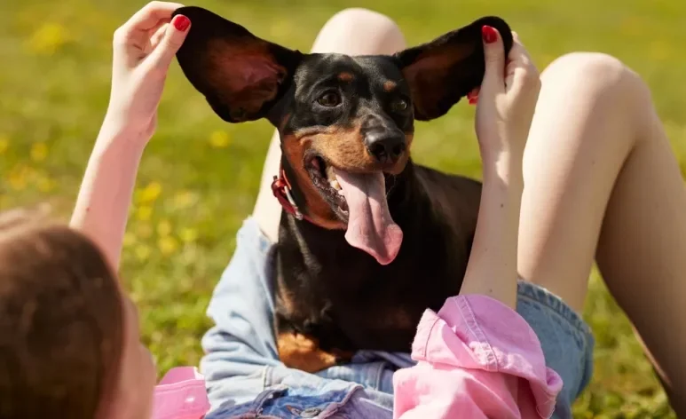 Cachorros da orelha grande: raças incluem cães de companhia populares e até caçadores clássicos