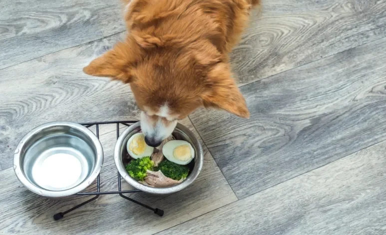 Cachorro pode comer ovo cozido, mas com algumas considerações importantes