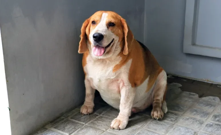 A obesidade canina pode causar ou agravar várias doenças, reduzindo expectativa de vida dos pets