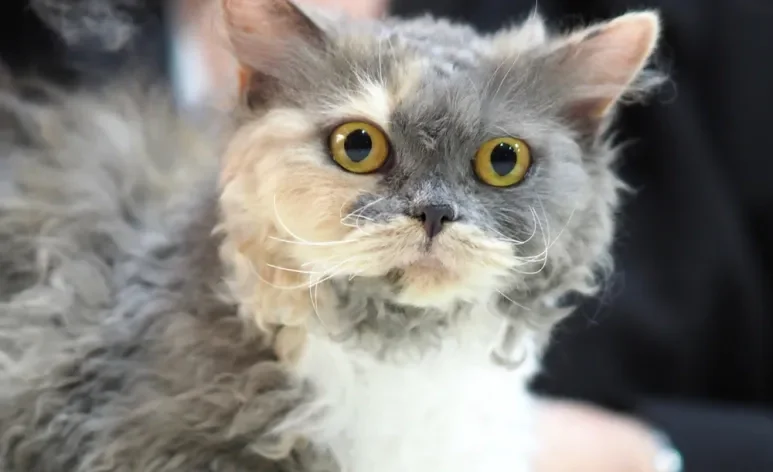 O Selkirk Rex é um gato de pelagem naturalmente cacheada, com personalidade tranquila e carinhosa