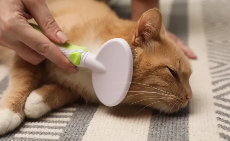 Hábito de escovar o pelo de gato ajuda a prevenir nós e bolas de pelos no estômago