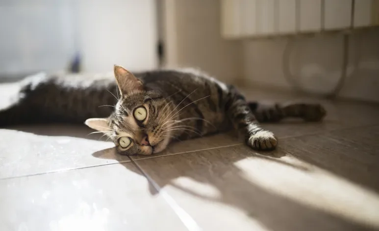 Gata no cio tem comportamentos bem característicos, como miados altos e frequentes
