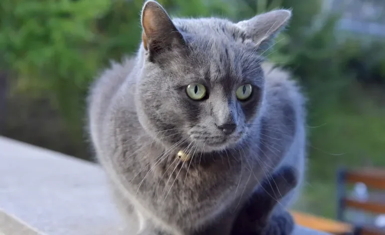 A esporotricose em gatos pode afetar outros animais e é contagiosa para humanos