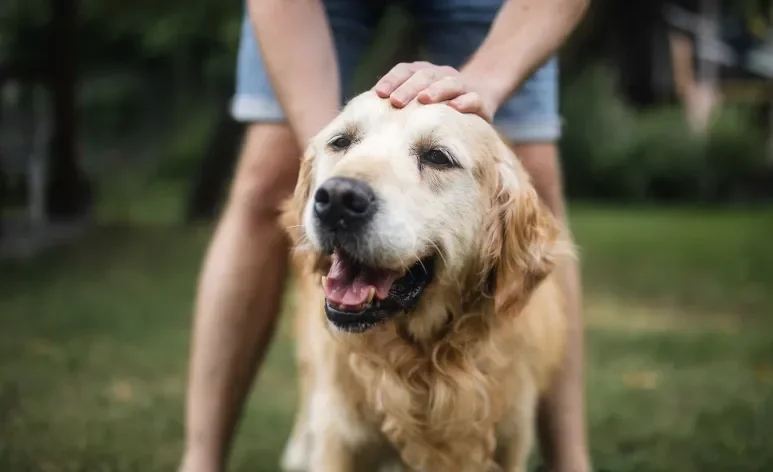 Não incentivar uma rotina ativa e não cuidar da alimentação pode reduzir a expectativa de vida do cachorro