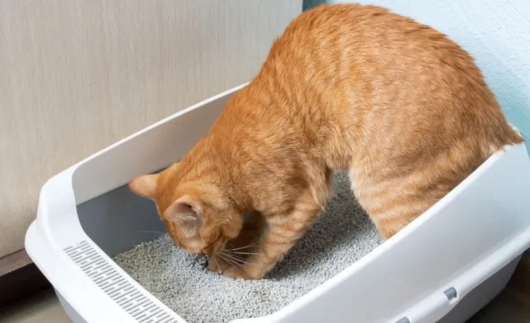Mudar a ração de uma hora para outra ou exagerar nos petiscos pode provocar diarreia em gatos