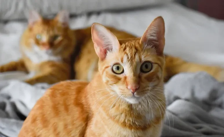 O gato laranja e branco gosta de ser o centro das atenções e não dispensa um carinho