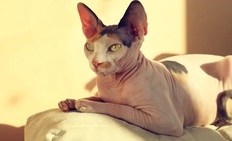 O gato sem pelo da raça Sphynx precisa de cuidados especiais com a pele e higiene