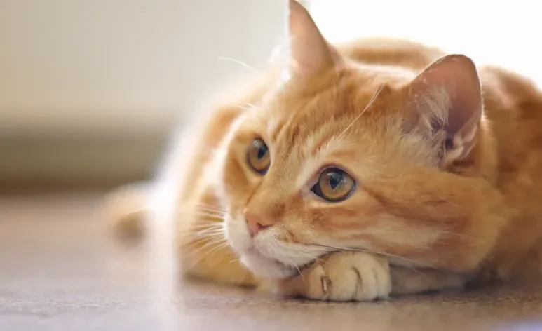 Gato vomitando com frequência e com outros sintomas associados é sinal de alerta para os tutores