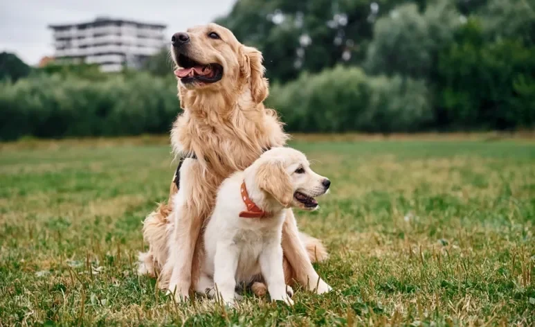 Cada idade do cachorro demanda cuidados específicos com alimentação e estilo de vida