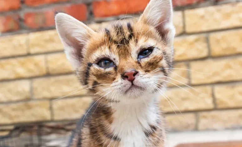 Gato filhote com olho remelando nem sempre é sinal de algum problema mais sério