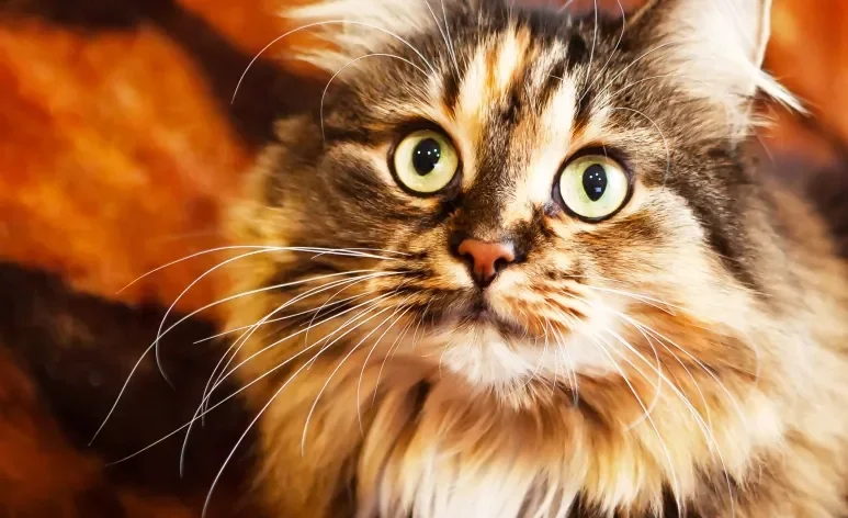 Olhos de gato brilhantes e expressivos indicam boa saúde e bem-estar felino