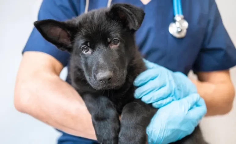 A parvovirose atinge principalmente os filhotes e cães não vacinados