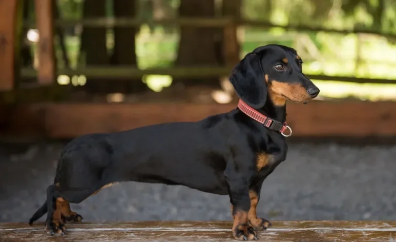 Existem vários tipos de cachorro Dachshund, que variam em cor, pelagem e tamanho