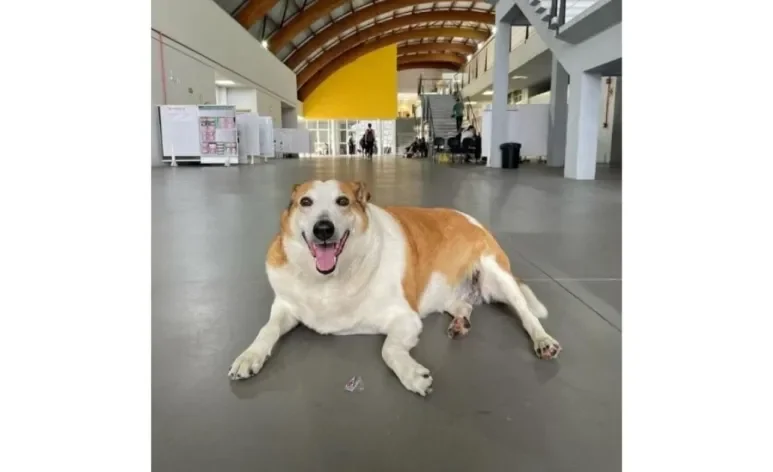 Cachorro Silveira Podrão é o mascote oficial da Universidade Federal de Santa Maria, no RS