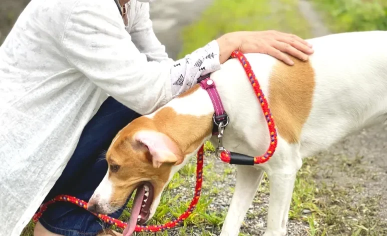 Cachorro vomitando amarelo nem sempre é sinal de algo grave, mas merece atenção