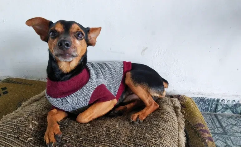 É possível fazer roupa para cachorro em casa usando camisetas, meias e blusas