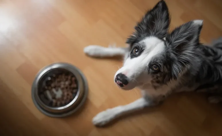 Se seu cachorro não quer comer, pode ser hora de levá-lo ao veterinário para uma avaliação