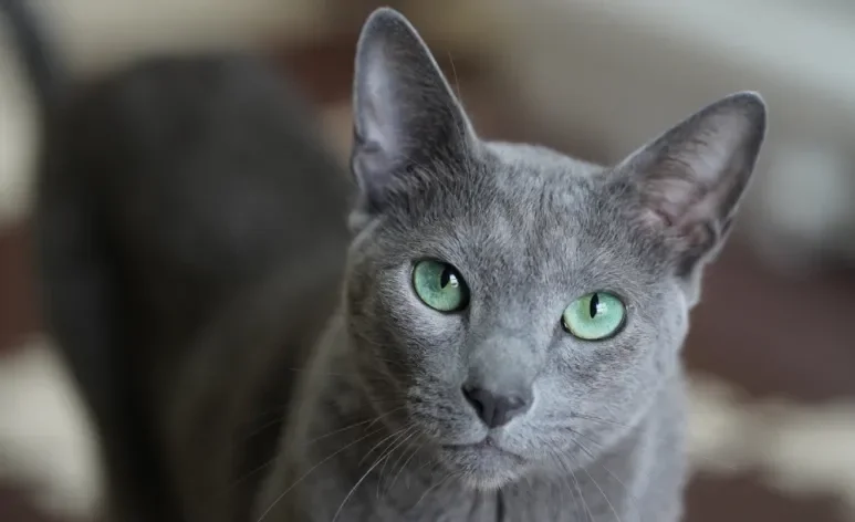 O gato Azul Russo é conhecido por sua pelagem cinza-azulada e olhos verdes