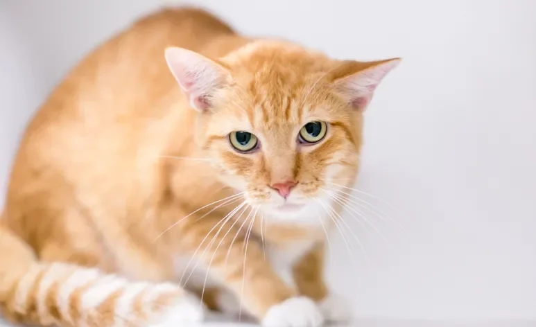 Tremores, pupilas dilatadas e respiração ofegante são sinais comuns de gato estressado