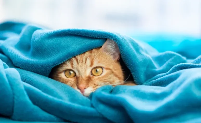 Assim como os humanos, gato sente frio e precisa de cuidados especiais no inverno