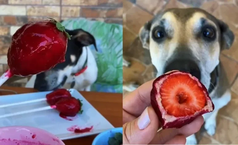 Receita de “morango do aumor” leva apenas ingredientes seguros para os pets (Créditos: Divulgação/Instagram)