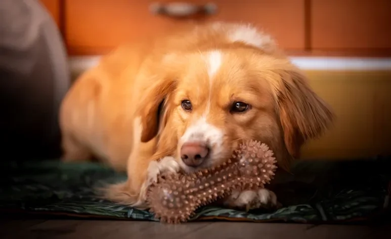 A escolha do mordedor para cachorro ideal depende do porte, idade e força da mordida