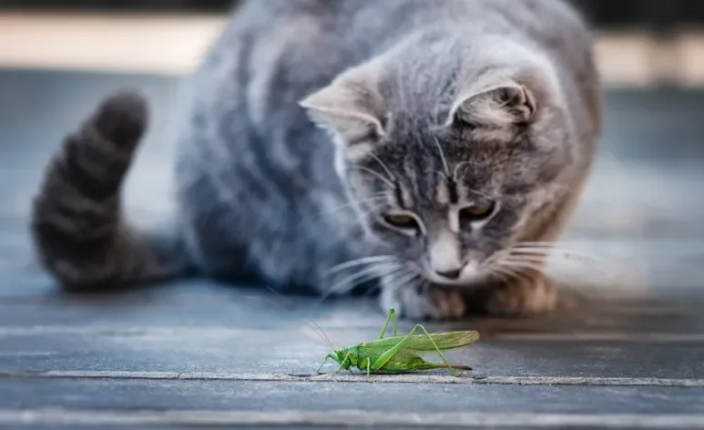 Nem todo inseto é inofensivo para os gatos e podem causar problemas aos felinos