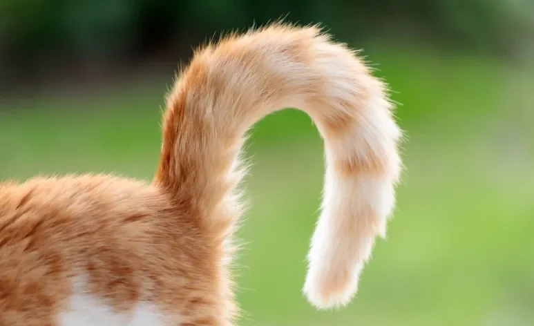 O rabo de gato é uma importante ferramenta de comunicação dos felinos