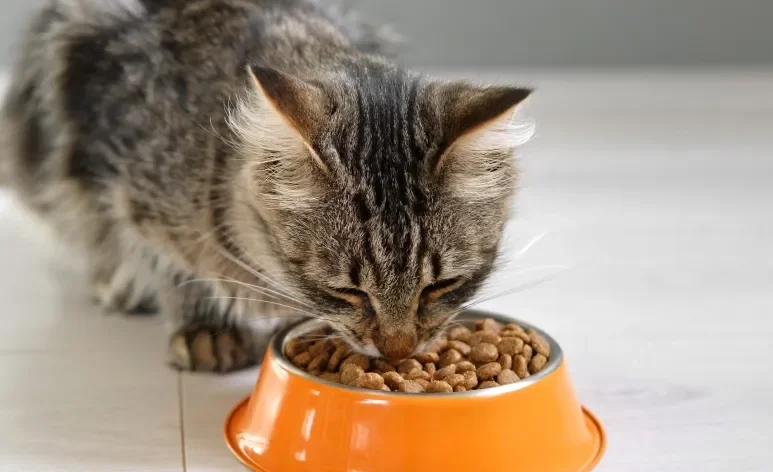 Ao escolher uma ração para gato, é preciso considerar as necessidades específicas do pet