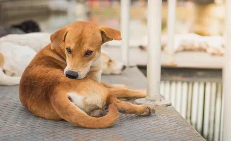 A sarna em cachorro está relacionada a fatores do ambiente e até do comportamento do animal