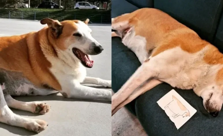 Silveira Podrão é um cãozinho comunitário da UFSM que foi diagnosticado com obesidade canina