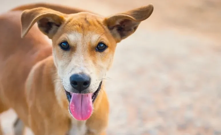 Sonhar com cachorro pode ter muitos significados e alguns revelam muito sobre suas emoções