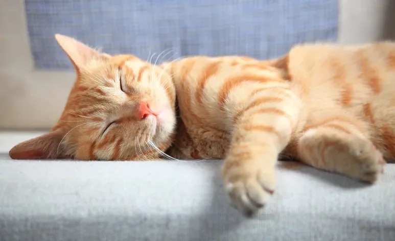Sonhar com gato pode ter relação com sentimentos diversos, conflitos internos e percepções