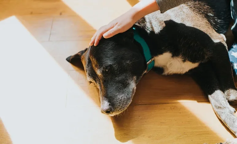 A depressão canina afeta bastante o bem-estar e a qualidade de vida dos pets