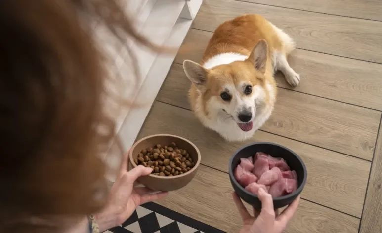 Tutores devem ter cuidado ao oferecer alimentos naturais para os cães