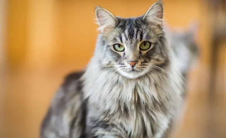A caspa em gatos é comum, mas pode ter relação com alguns problemas de saúde mais sérios