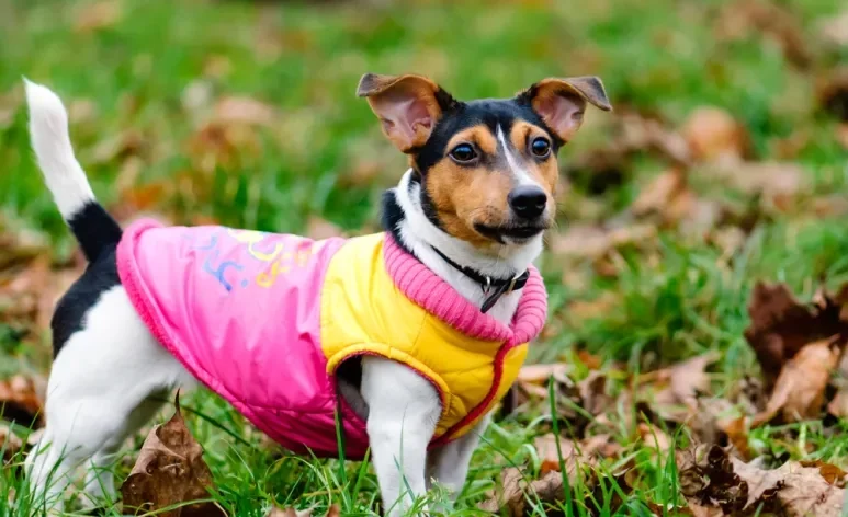 A escolha da roupa para cachorro ideal deve considerar o tecido, o tamanho e o sexo do animal