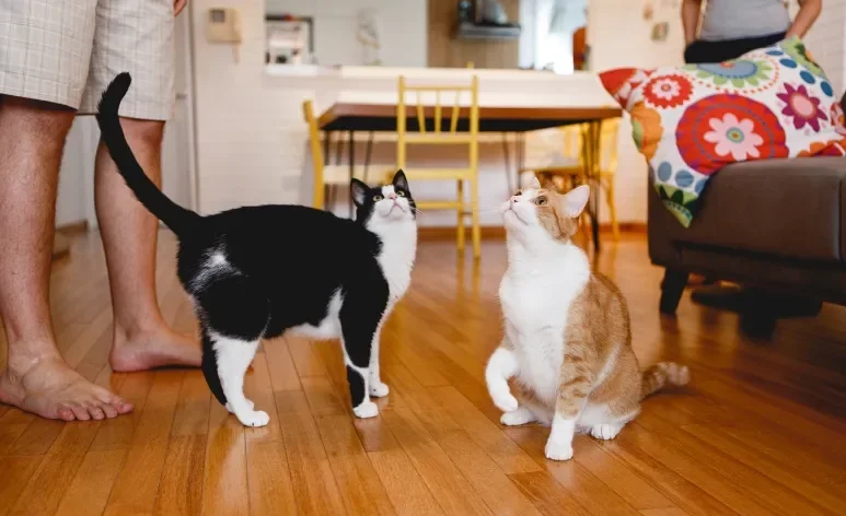Fazer gatos adultos se acostumarem nem sempre é fácil e pode levar tempo