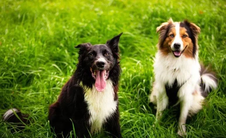 O Border Collie e o Pastor Australiano são muito parecidos, mas têm diferenças sutis