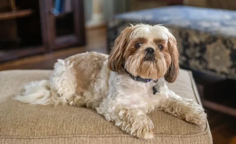 O focinho achatado e o corpo alongado favorecem o aparecimento de diversas doenças no Shih Tzu